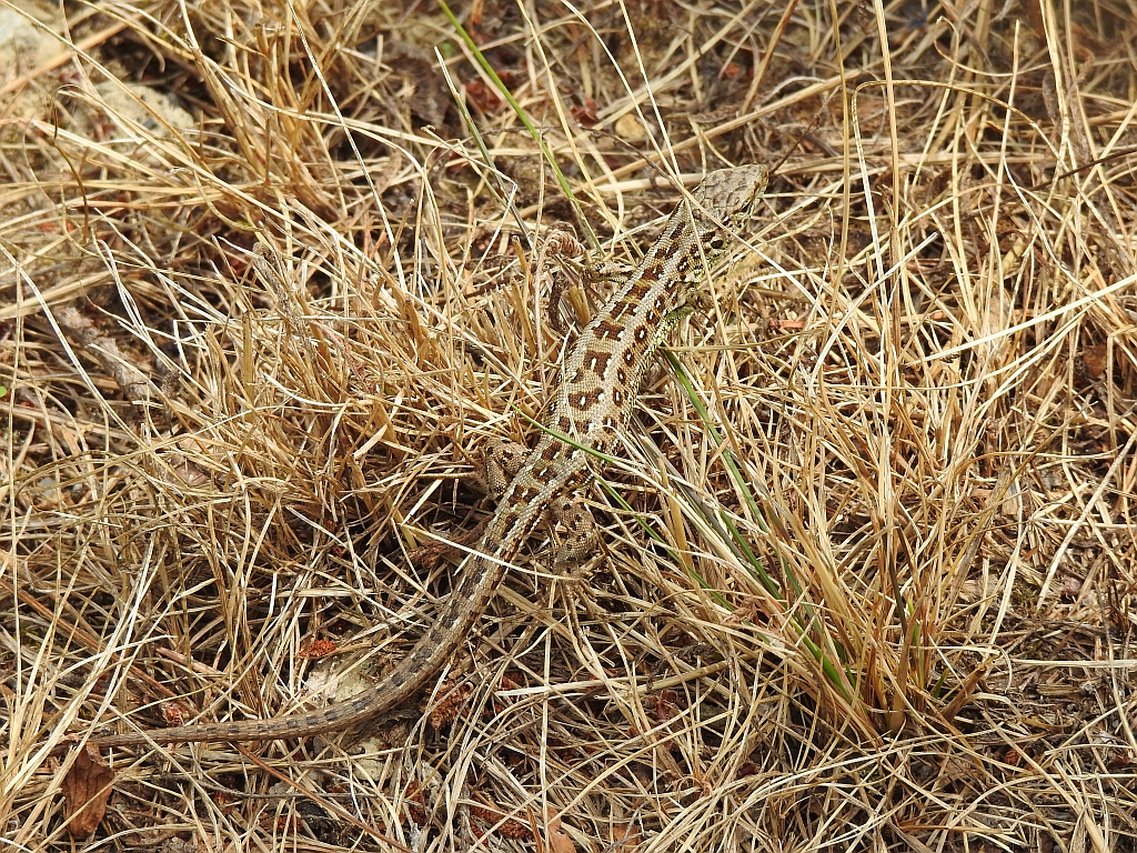 Jaszczurka zwinka (Lacerta agilis)