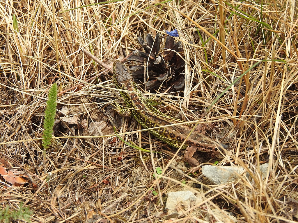 Jaszczurka zwinka (Lacerta agilis)