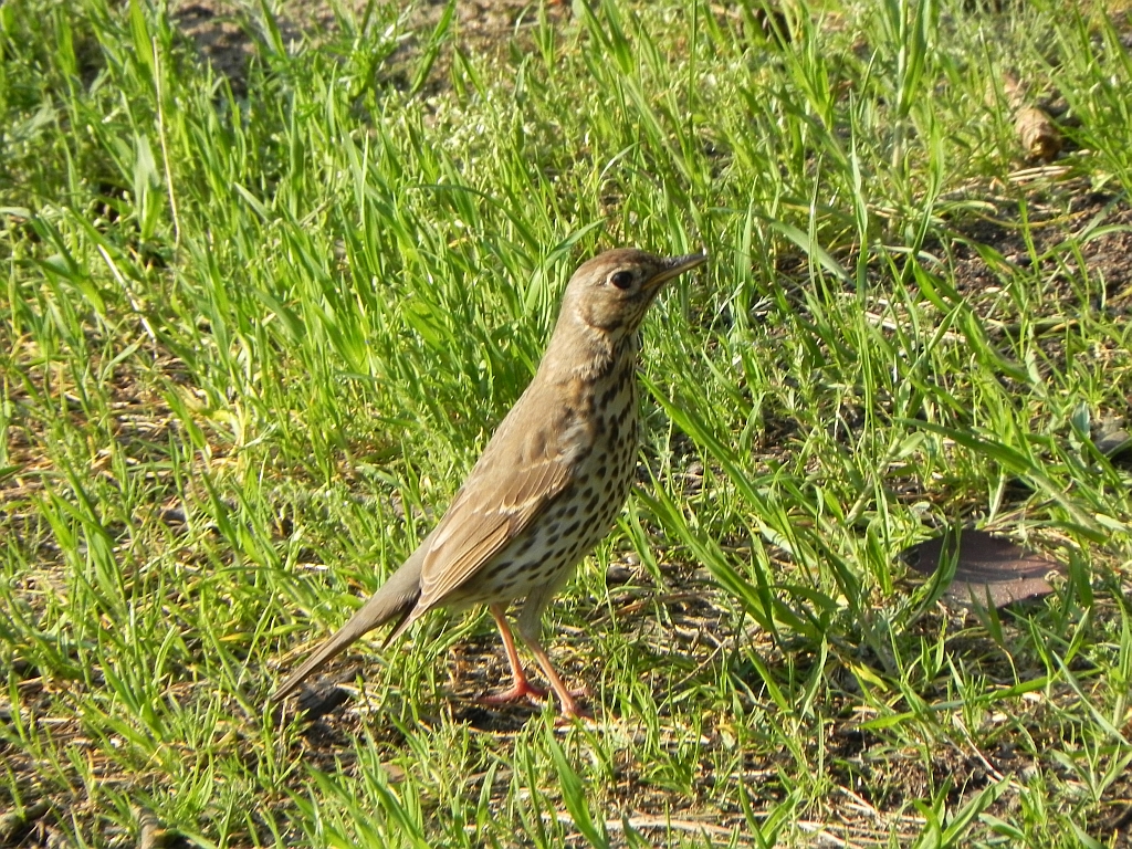 Drozd śpiewak (Turdus philomelos)