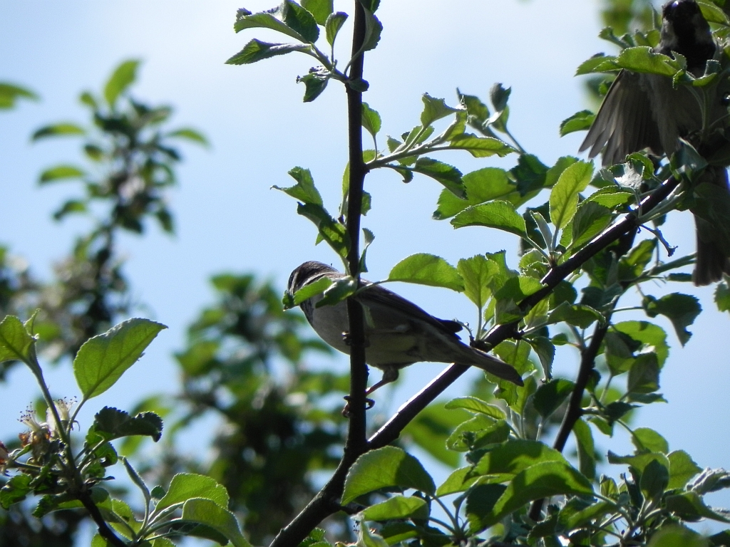 Wróbel zwyczajny, wróbel domowy, wróbel, jagodnik (Passer domesticus)