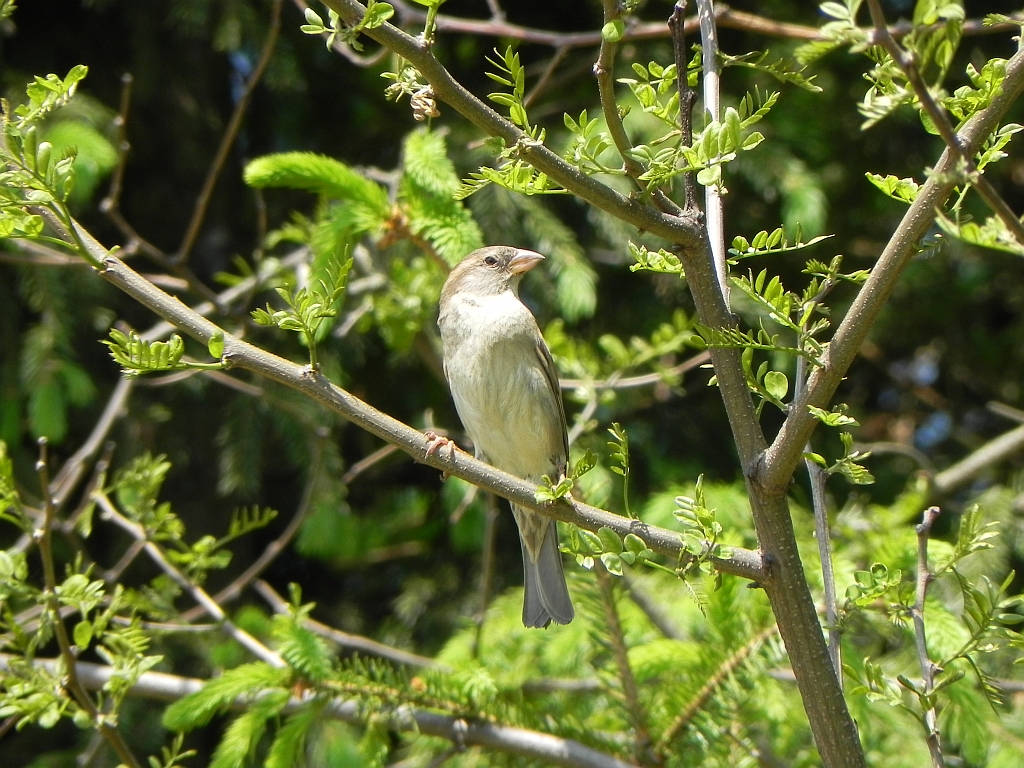 Dziwonia zwyczajna, dziwonia (Erythrina erythrinus)