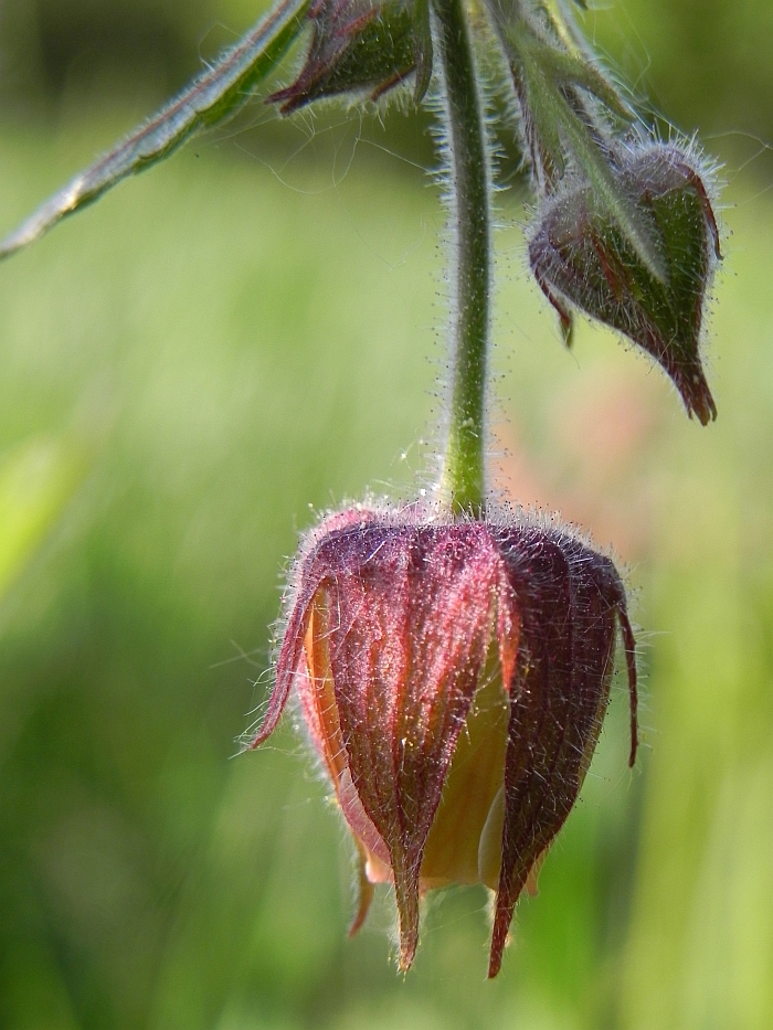 Kuklik zwisły (Geum rivale)