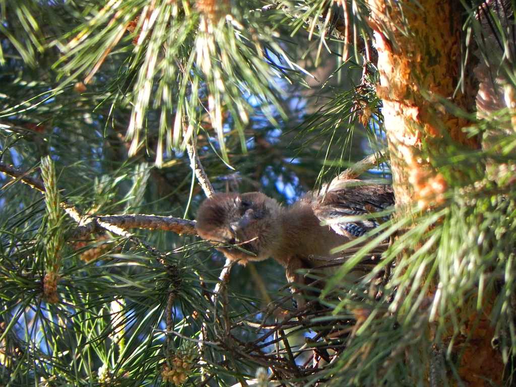 Sójka zwyczajna, sójka, sójka żołędziówka (Garrulus glandarius)