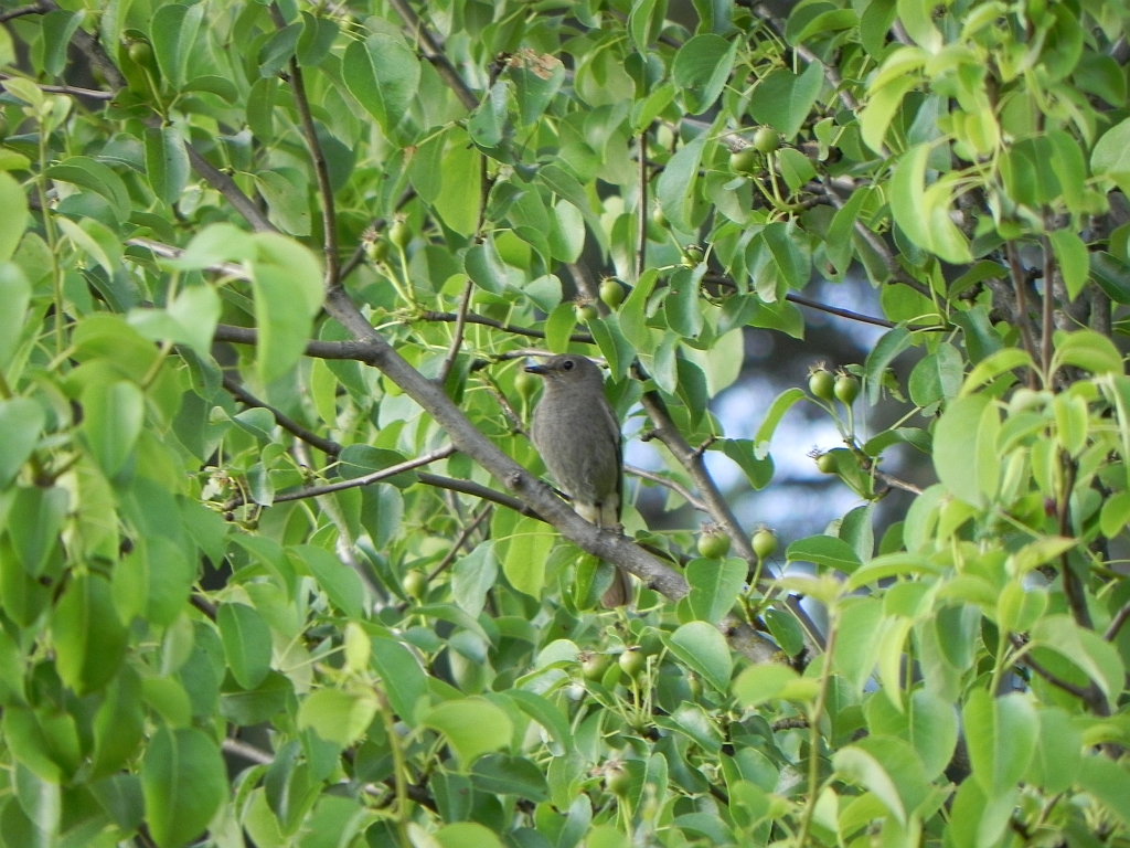 Kopciuszek zwyczajny, kopciuszek (Phoenicurus ochruros)