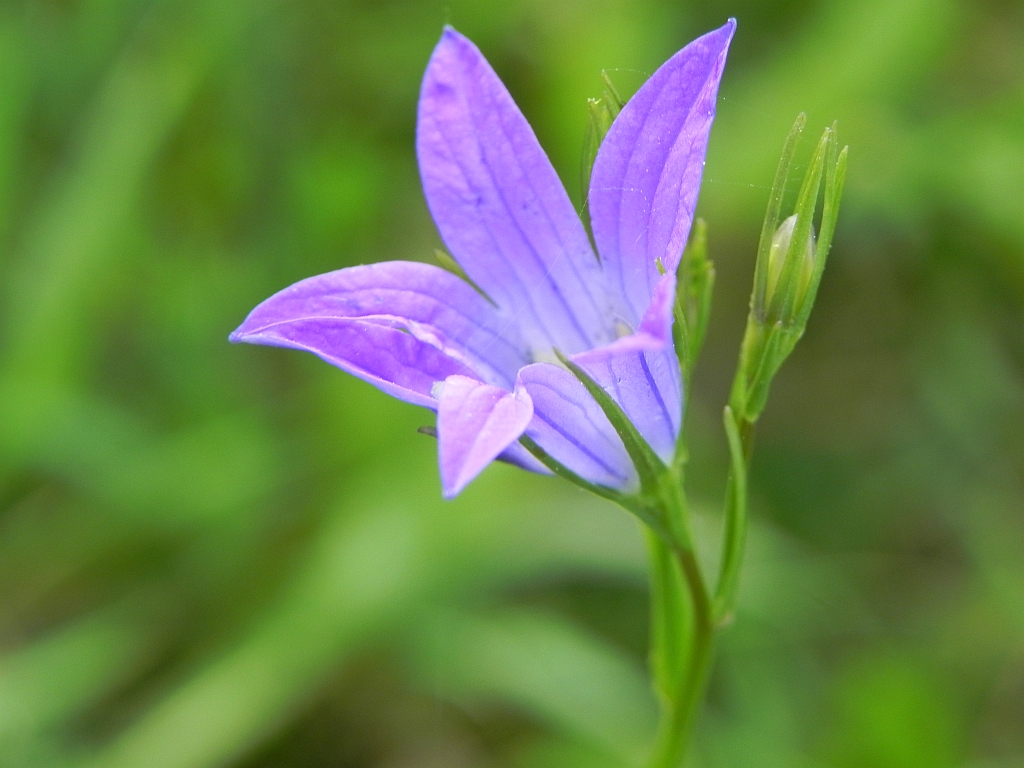 Dzwonek rozpierzchły (Campanula patula L.)