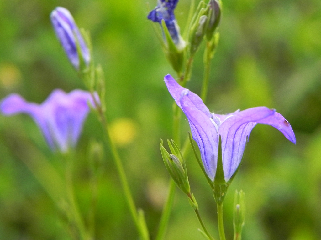 Dzwonek rozpierzchły (Campanula patula L.)