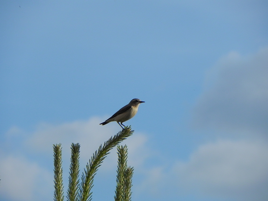 Białorzytka zwyczajna, białorzytka (Oenanthe oenanthe)
