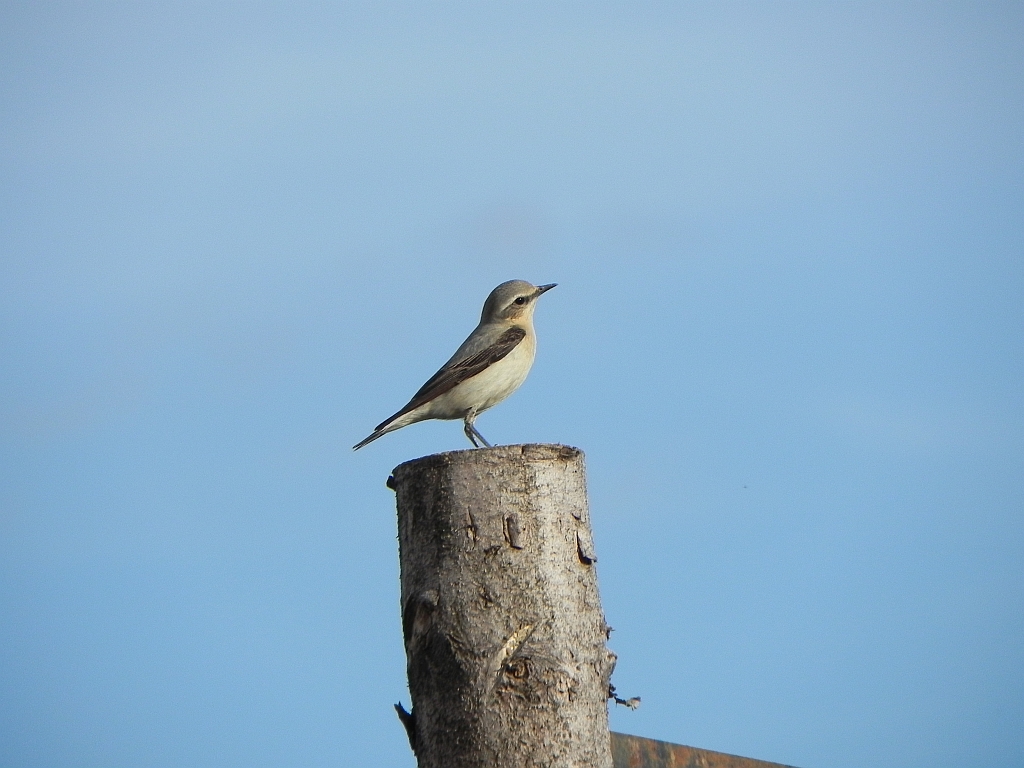 Białorzytka zwyczajna, białorzytka (Oenanthe oenanthe)