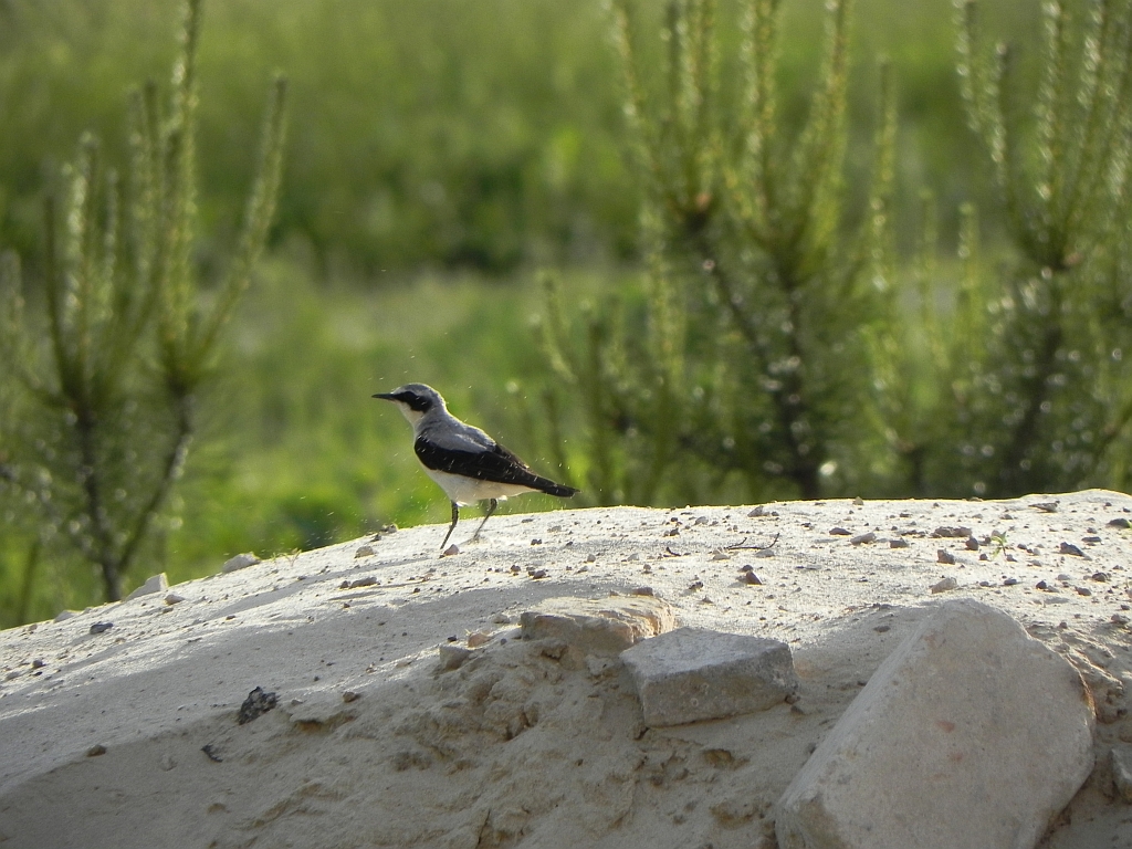 Białorzytka zwyczajna, białorzytka (Oenanthe oenanthe)