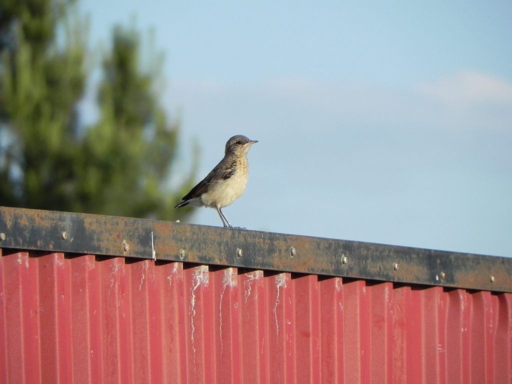 Białorzytka zwyczajna, białorzytka (Oenanthe oenanthe)
