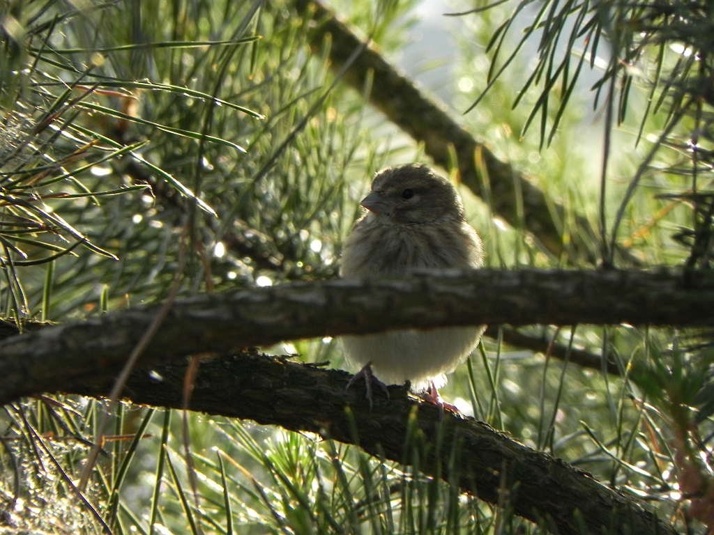 Makolągwa zwyczajna, makolągwa (Carduelis cannabina)