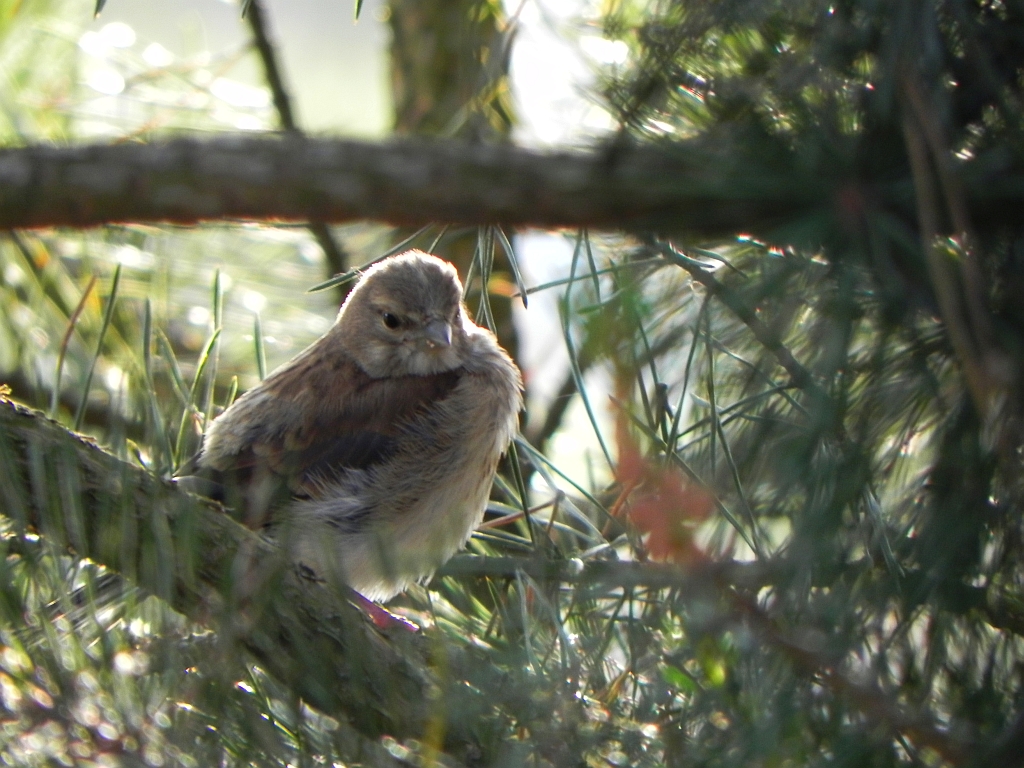 Makolągwa zwyczajna, makolągwa (Carduelis cannabina)