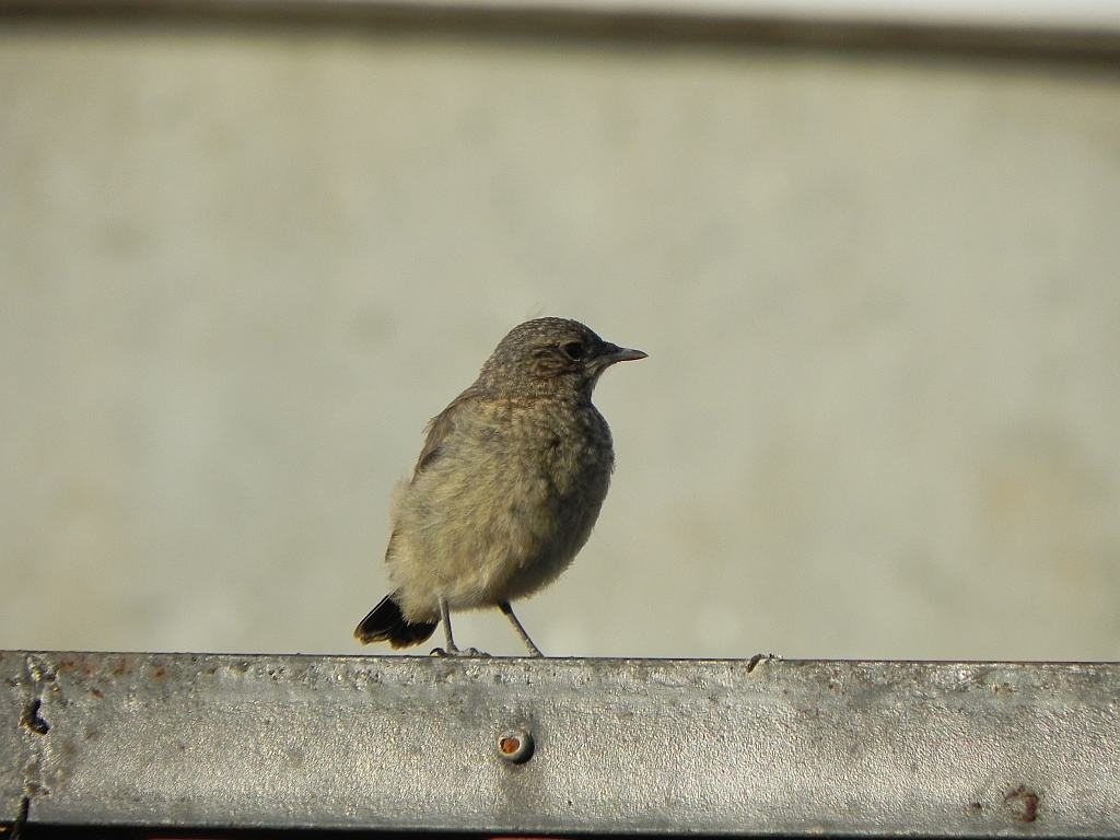 Białorzytka zwyczajna, białorzytka (Oenanthe oenanthe)