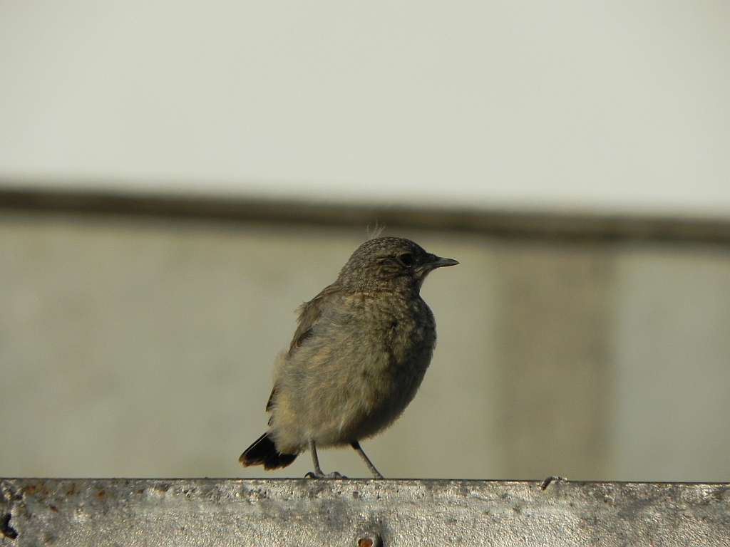 Białorzytka zwyczajna, białorzytka (Oenanthe oenanthe)
