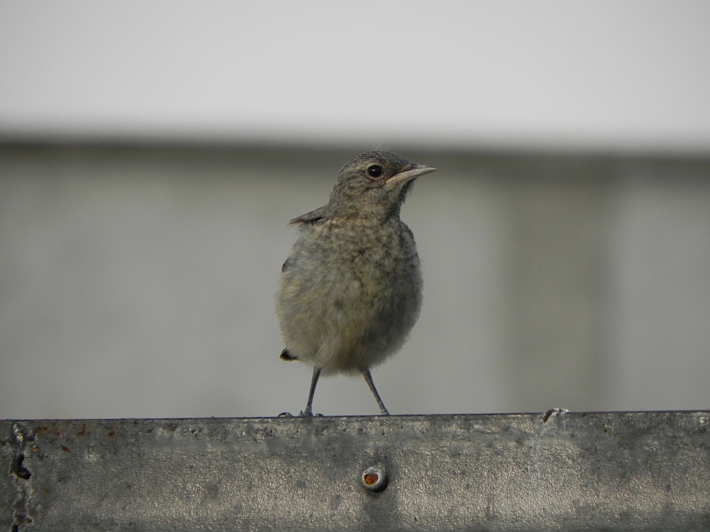 Białorzytka zwyczajna, białorzytka (Oenanthe oenanthe)