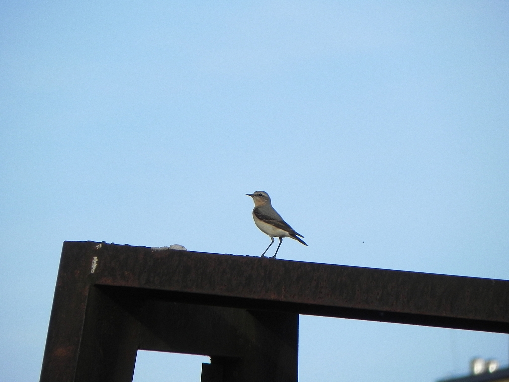 Białorzytka zwyczajna, białorzytka (Oenanthe oenanthe)