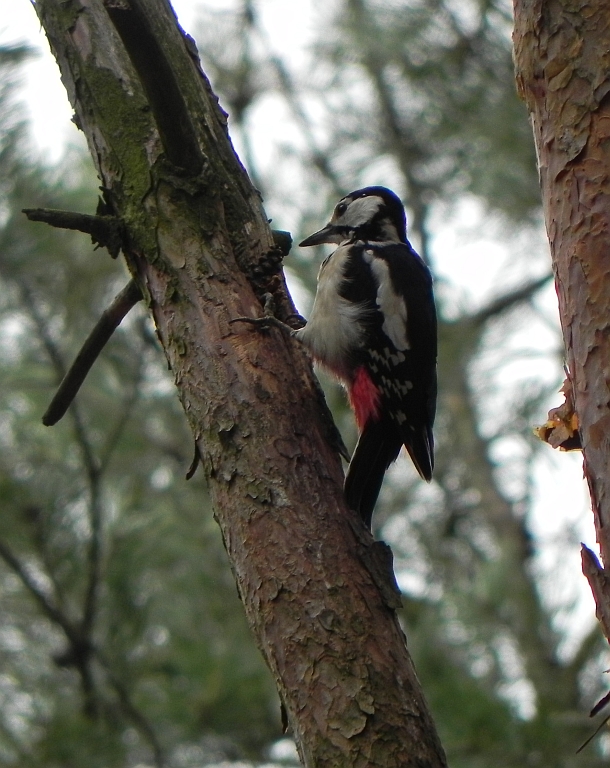 Dzięcioł duży (Dendrocopos major)