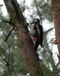 Dzięcioł duży (Dendrocopos major)