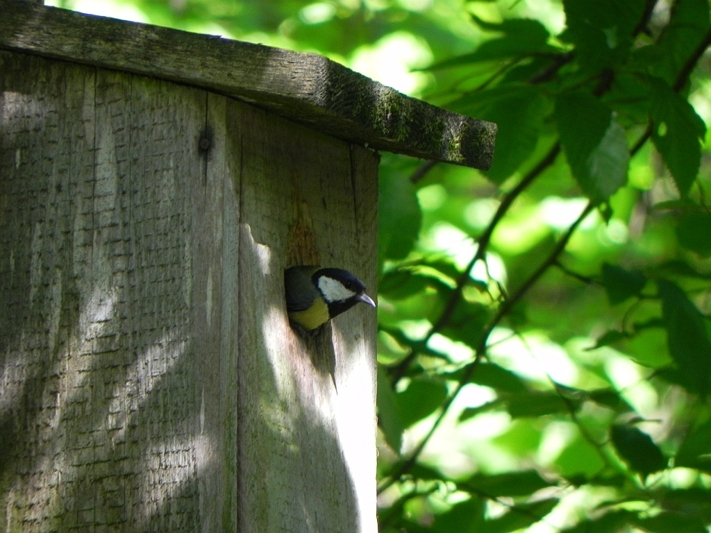Bogatka, sikora bogatka (Parus major)