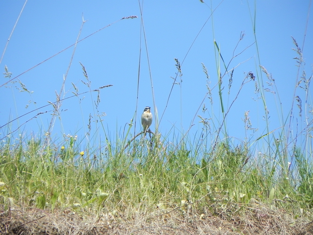 Pokląskwa (Saxicola rubetra)
