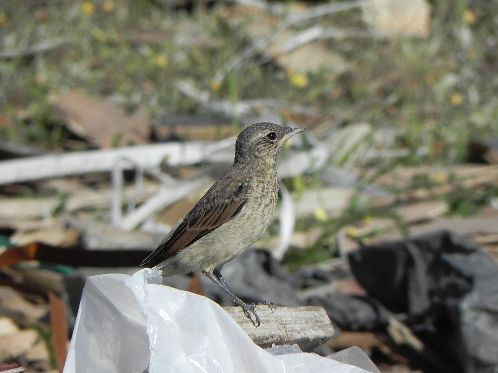 Białorzytka zwyczajna, białorzytka (Oenanthe oenanthe)