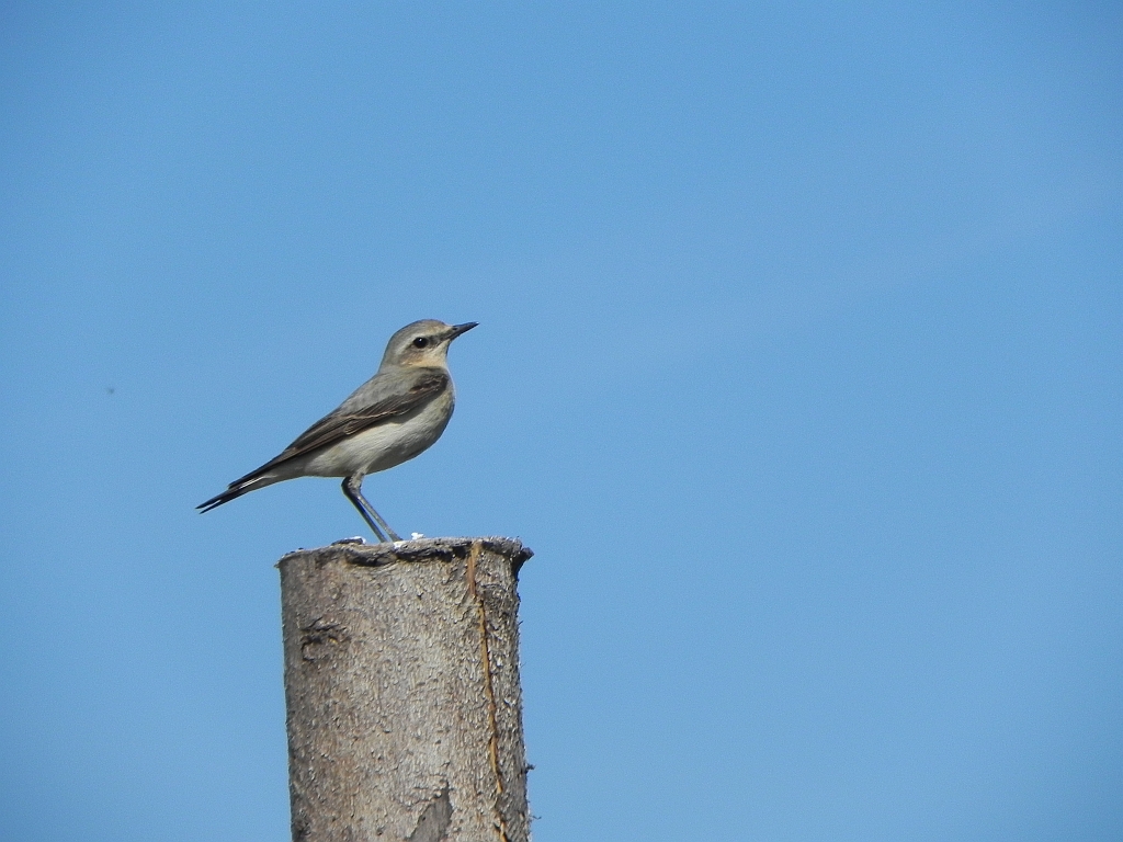 Białorzytka zwyczajna, białorzytka (Oenanthe oenanthe)