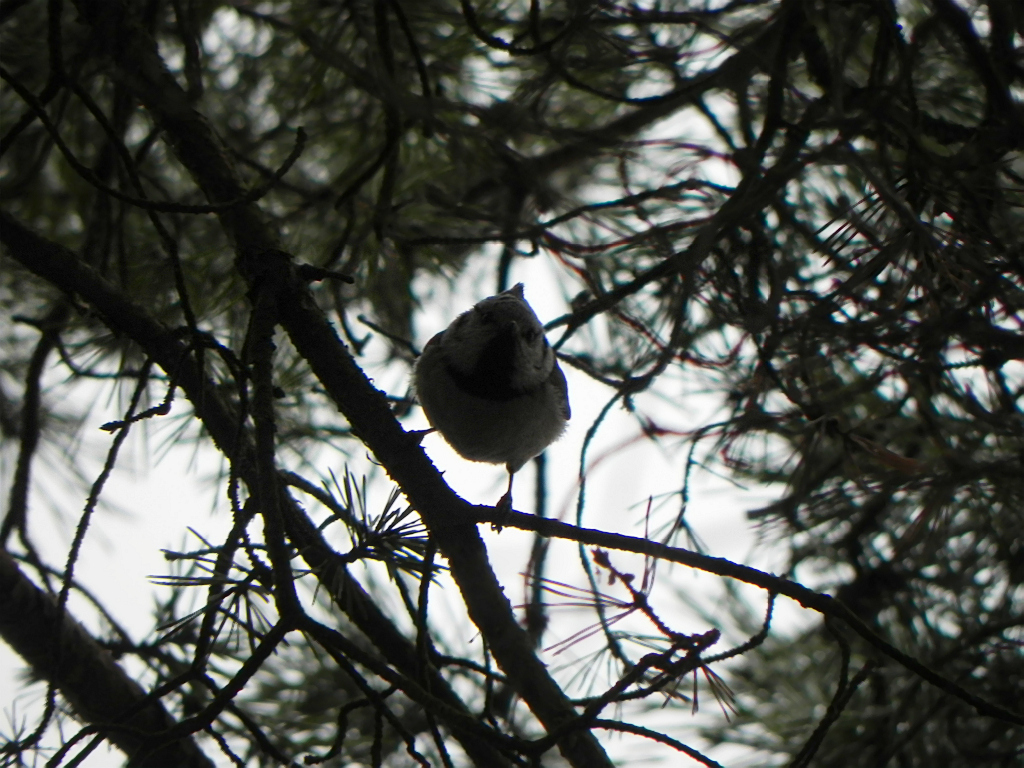 Sikora czubatka (Parus cristatus)
