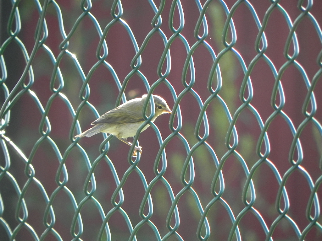 Piecuszek (Phylloscopus trochilus)