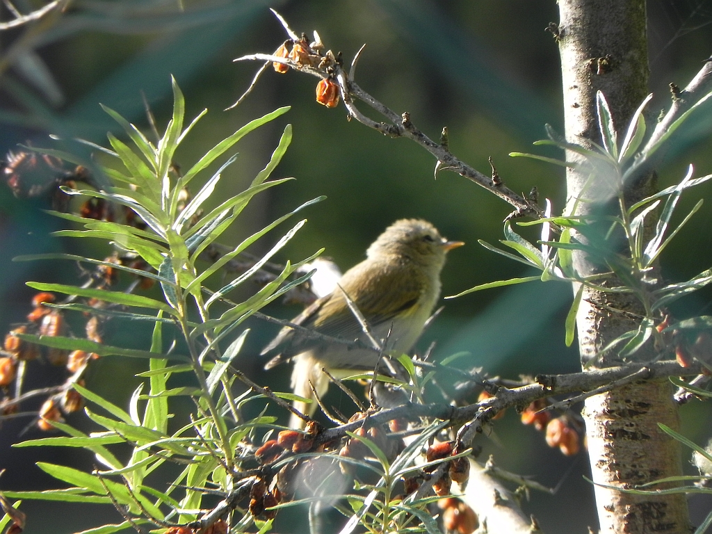 Piecuszek (Phylloscopus trochilus)