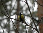 Bogatka, sikora bogatka (Parus major)