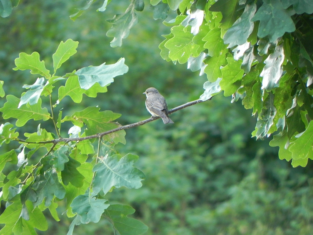 Muchołówka szara (Muscicapa striata)
