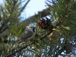 Czubatka, sikora czubatka, sikora czubata (Lophophanes cristatus syn. Parus cristatus)