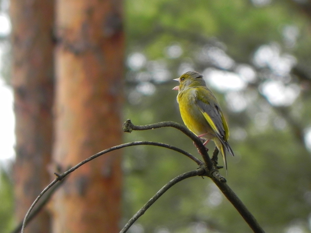 Dzwoniec zwyczajny, dzwoniec (Carduelis chloris)