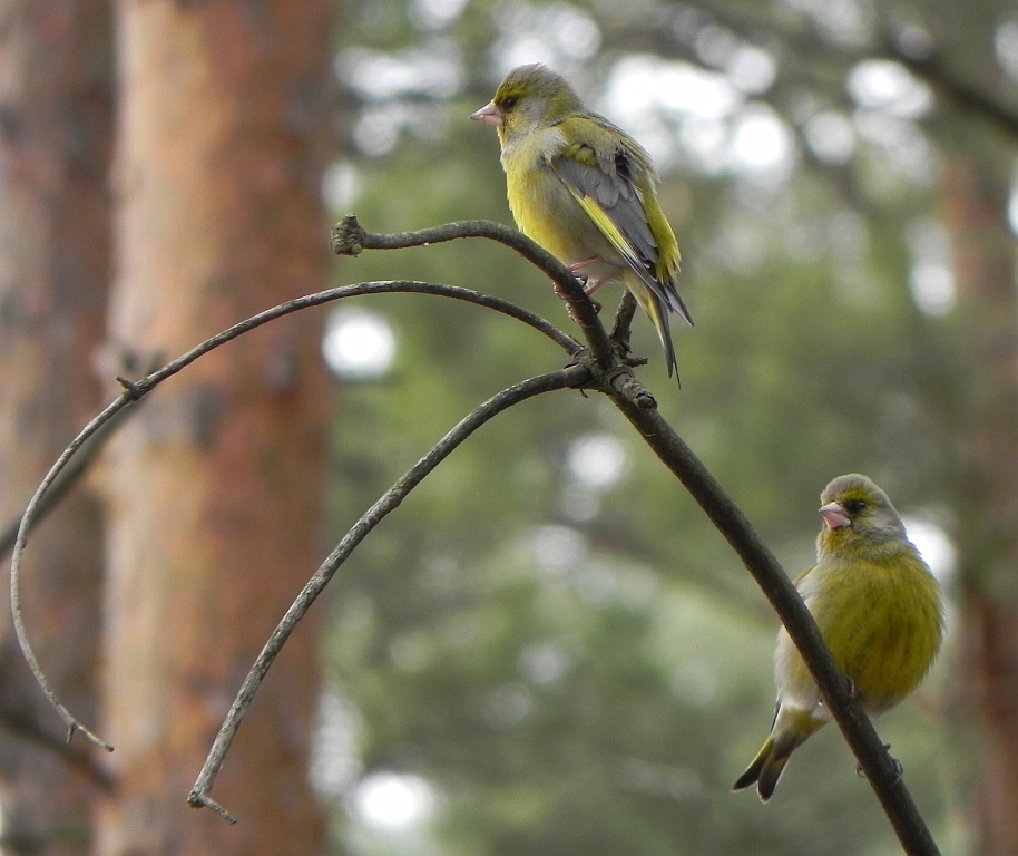 Dzwoniec zwyczajny, dzwoniec (Carduelis chloris)