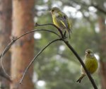 Dzwoniec zwyczajny, dzwoniec (Carduelis chloris)
