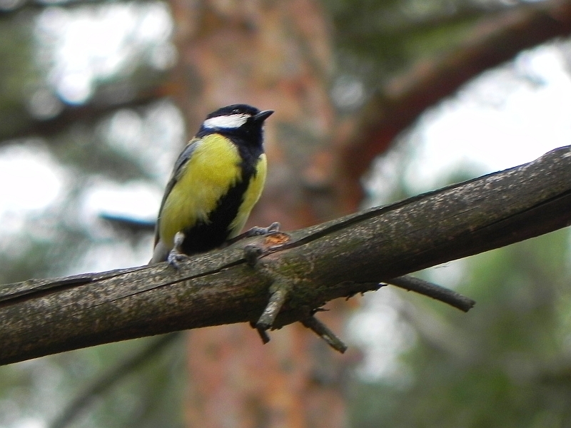 Bogatka, sikora bogatka (Parus major)