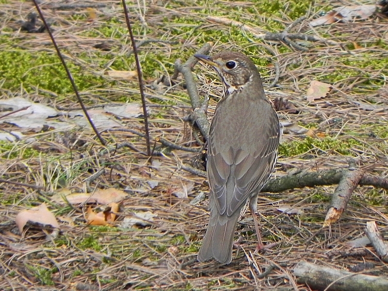 Drozd śpiewak (Turdus philomelos)