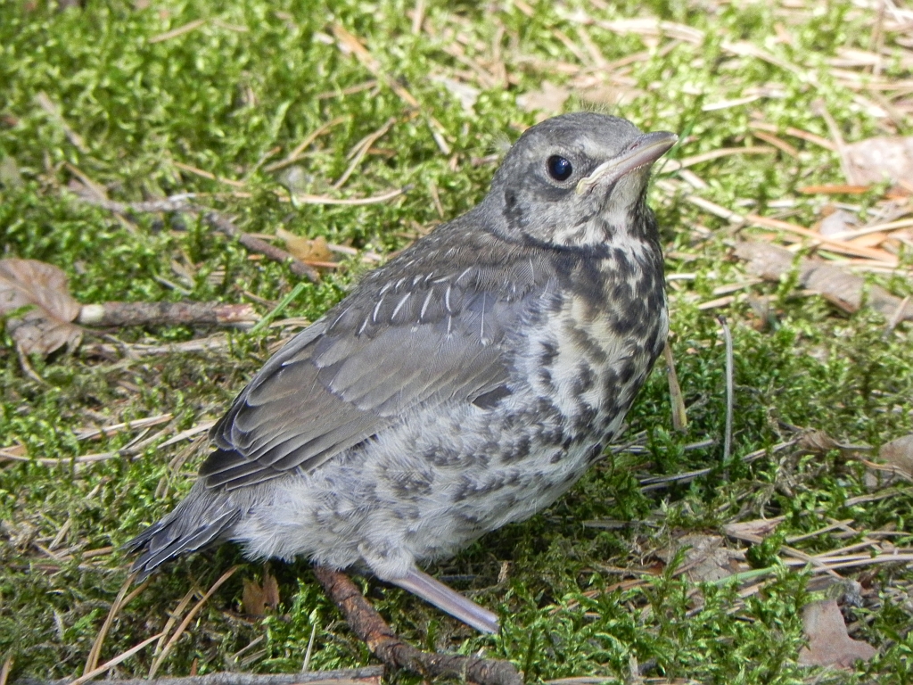 Drozd śpiewak (Turdus philomelos; syn. T. ericetorum)