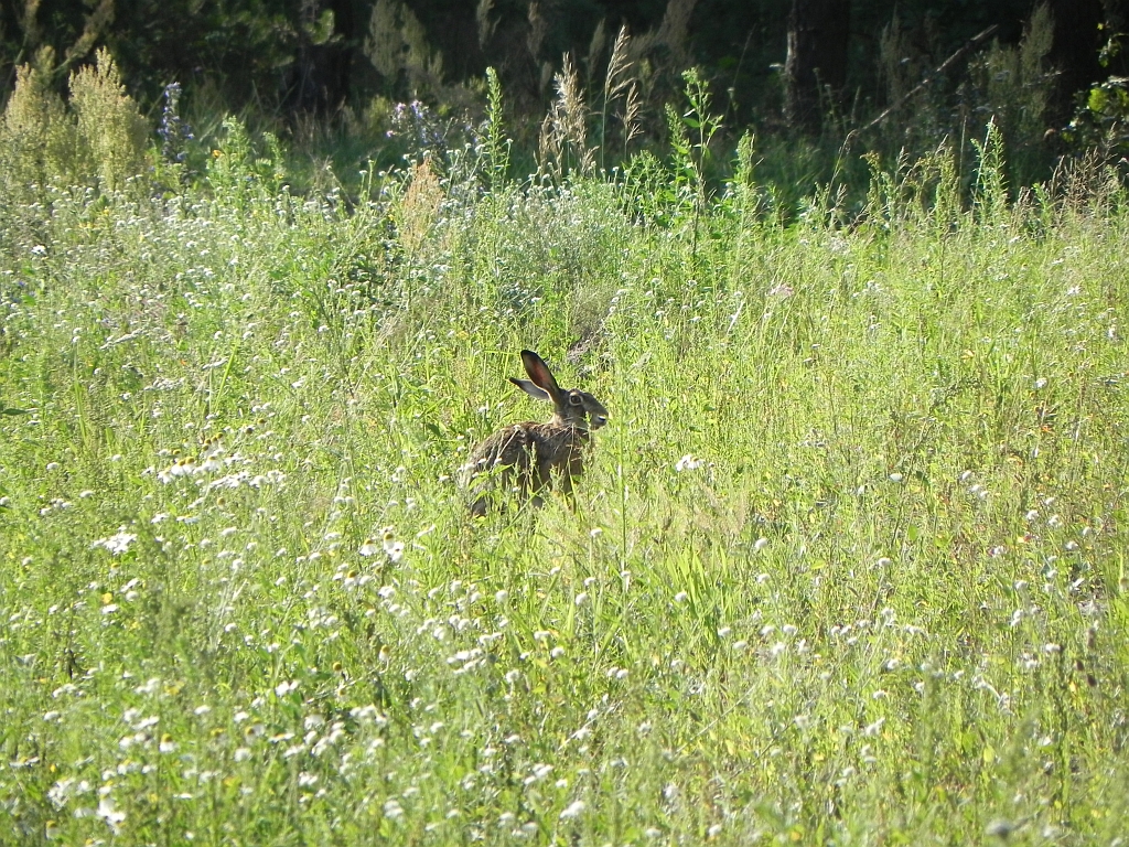 Zając szarak, szarak (Lepus europaeus)