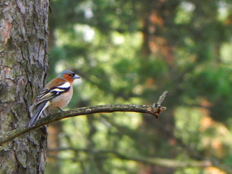 Zięba zwyczajna (Fringilla coelebs)