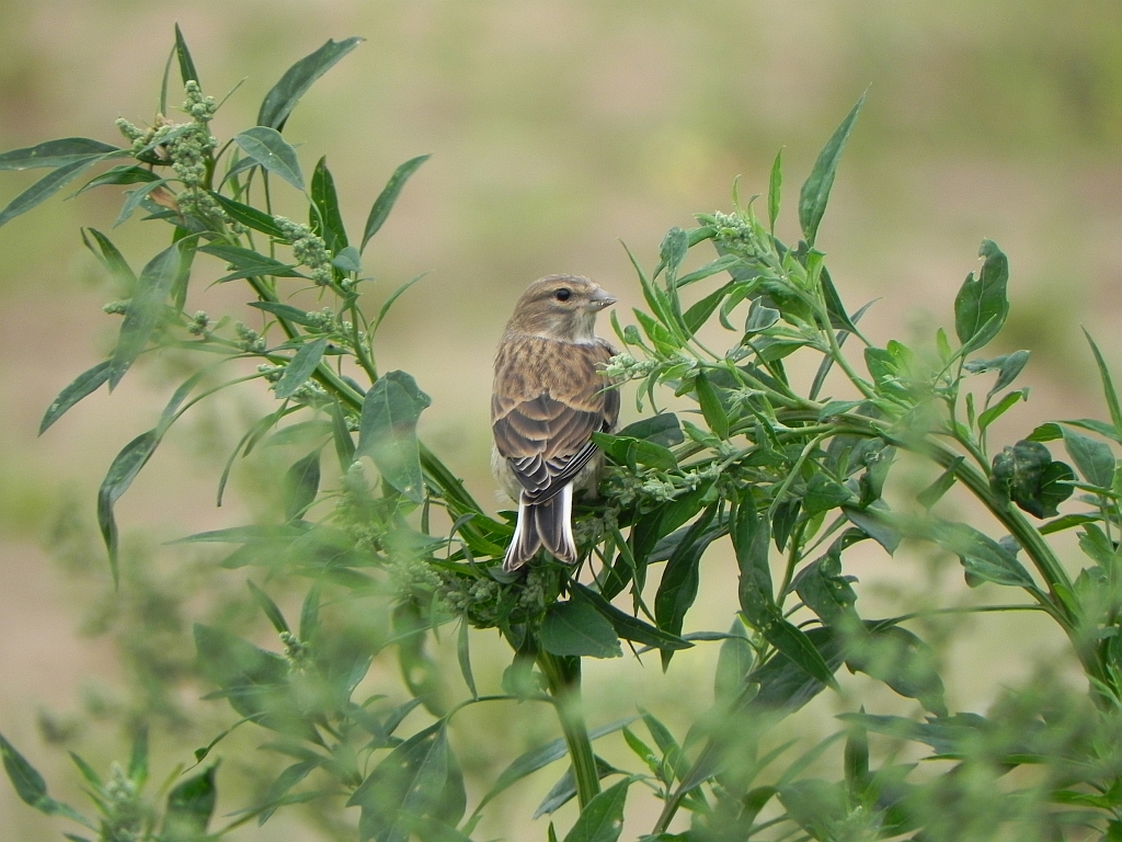 Makolągwa zwyczajna, makolągwa (Carduelis cannabina)