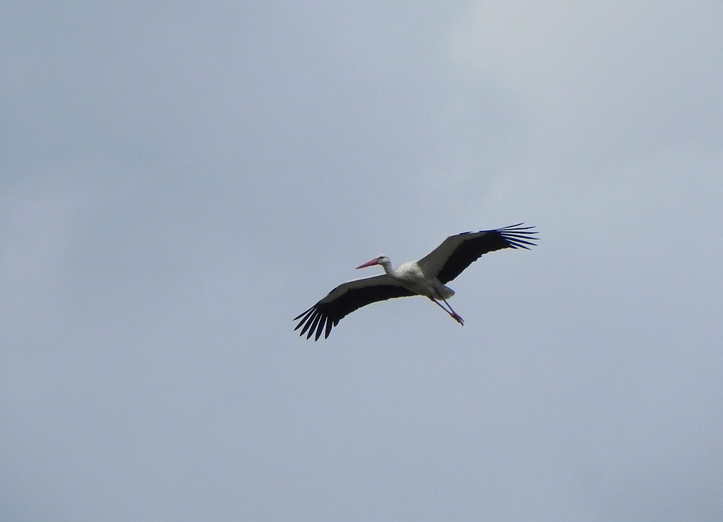Bocian biały (Ciconia ciconia)
