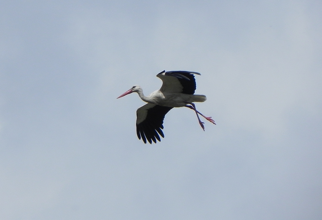 Bocian biały (Ciconia ciconia)