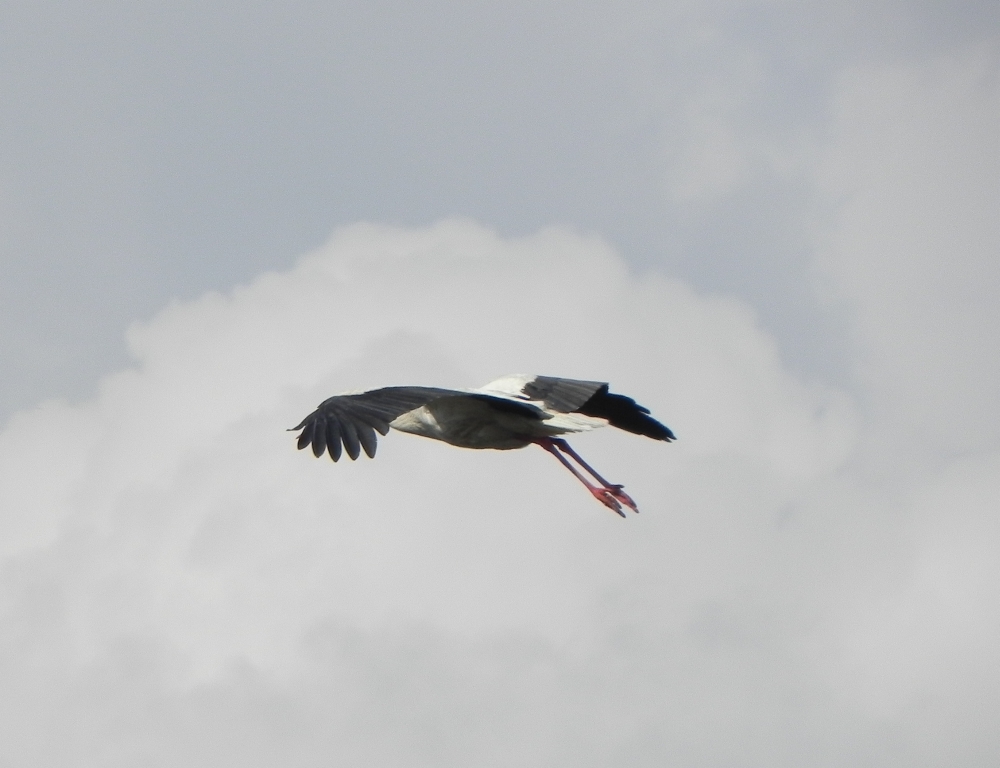Bocian biały (Ciconia ciconia)