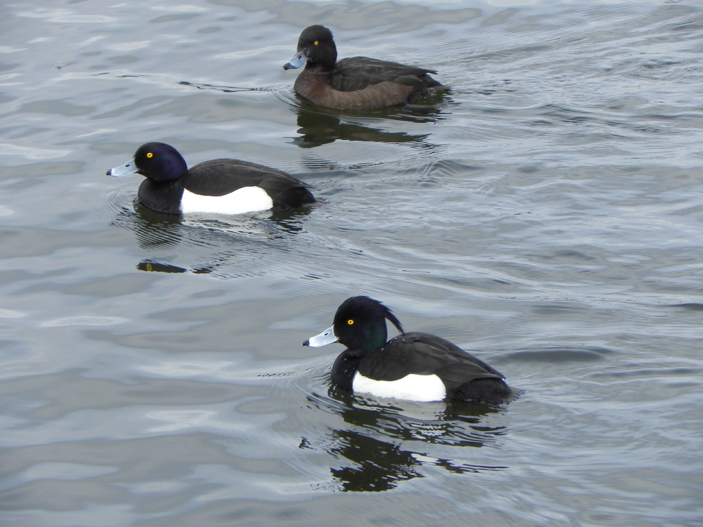 Czernica, kaczka czernica, (Aythya fuligula)
