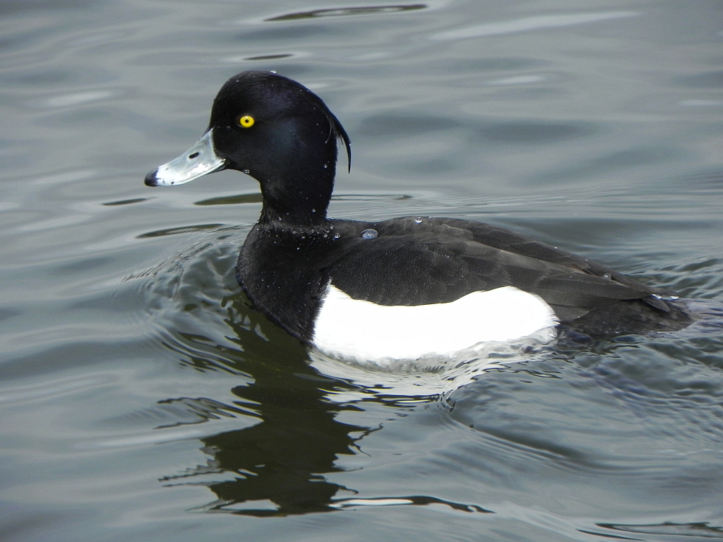 Czernica, kaczka czernica, (Aythya fuligula)