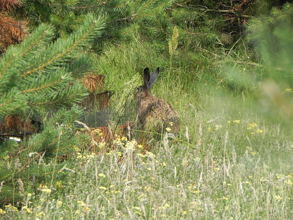 Zając szarak, szarak (Lepus europaeus)