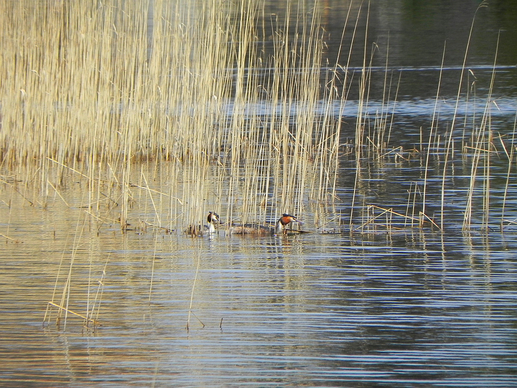 Perkoz dwuczuby (Podiceps cristatus)