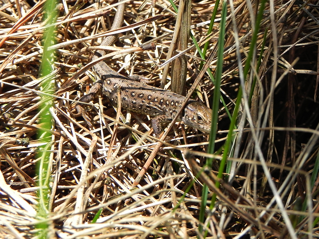 Jaszczurka zwinka (Lacerta agilis)