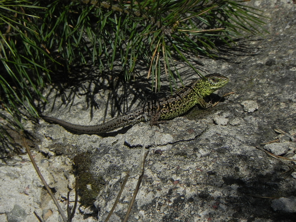 Jaszczurka zwinka (Lacerta agilis)